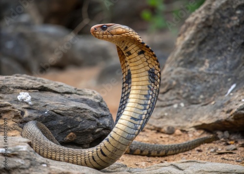 King cobra striking pose on rocky terrain nature photography wildlife environment close-up view high detail photo