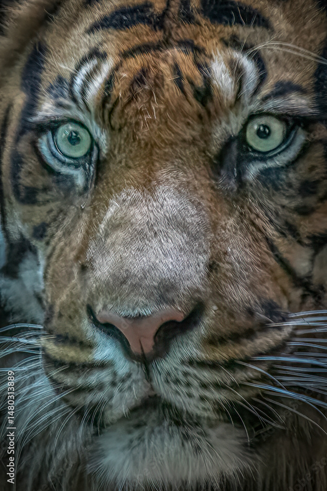 Obraz premium Close-Up of a Tiger’s Intense Gaze with Detailed Fur Patterns
