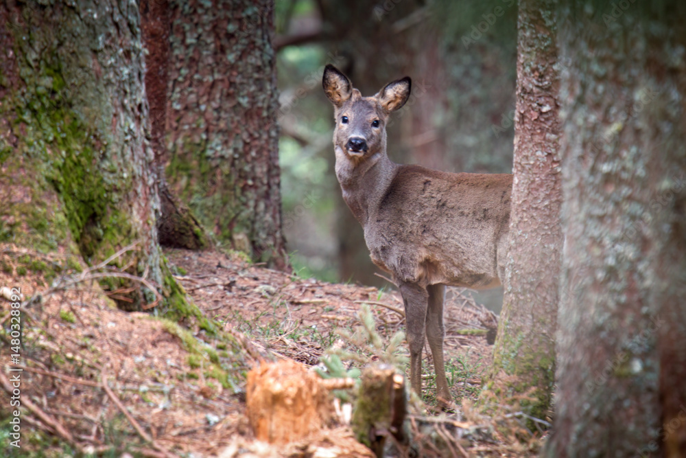 a roebuck yearling with small velvet horns and winter fur at a spring day a roebuck yearling with small velvet horns and winter fur at a spring day