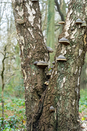 Close-up of birch tree trunks with large mushrooms growing on bark