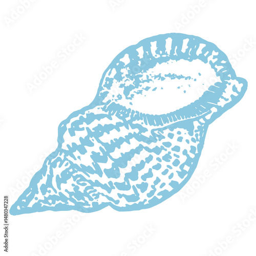 Blue Vintage Conch Shell