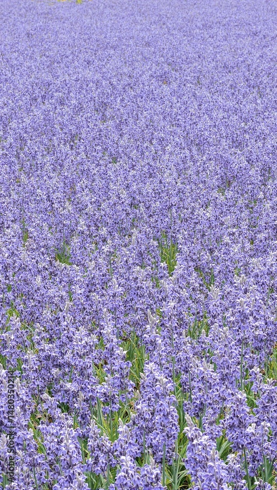 Obraz premium Lavender field pattern