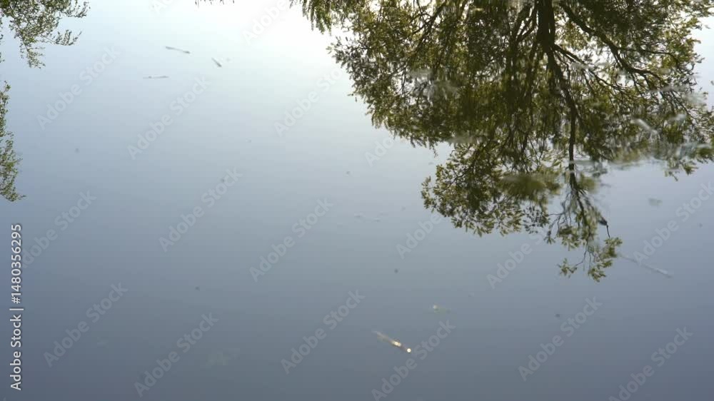 Calm waters mirror the lush trees overhead, creating a peaceful atmosphere. The scene captures the beauty of nature in a tranquil setting, perfect for relaxation and reflection. Calm waters mirror the lush trees overhead, creating a peaceful atmosphere. The scene captures the beauty of nature in a tranquil setting, perfect for relaxation and reflection.