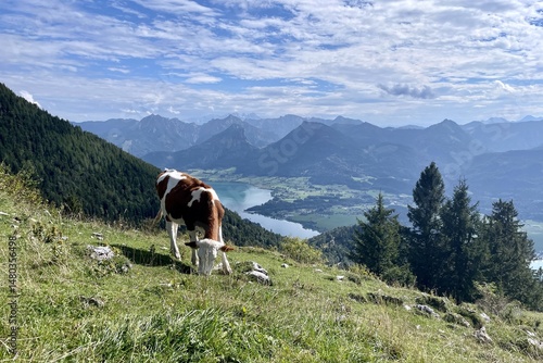 Kuh in den Bergen