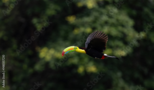 A toucan in the rainforest of Costa Rica