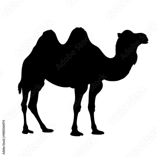 Camel silhouette vector art graphic design illustration desert animal africa middle east arabian camelid