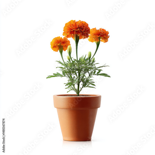 Wallpaper Mural Vibrant orange marigold plant in a terracotta pot. Bright blooms and green foliage Torontodigital.ca