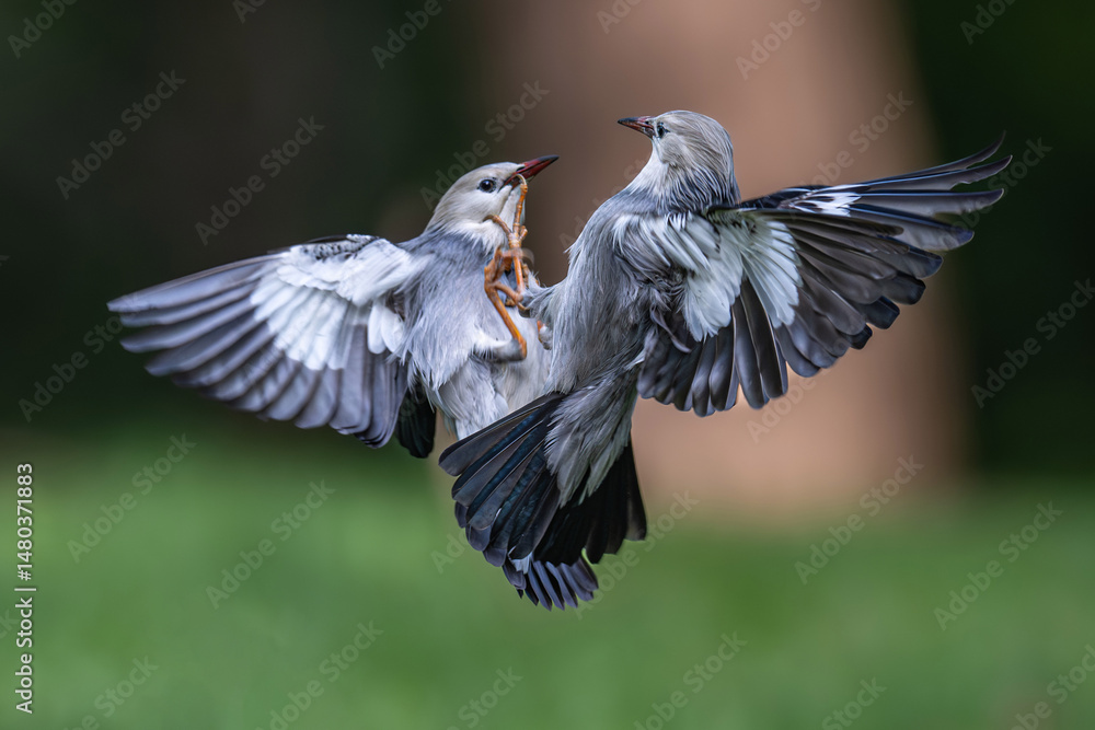 Fototapeta premium black headed gull