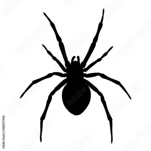 Spider silhouette vector illustration arachnid design halloween creepy insect danger fear animal phobia