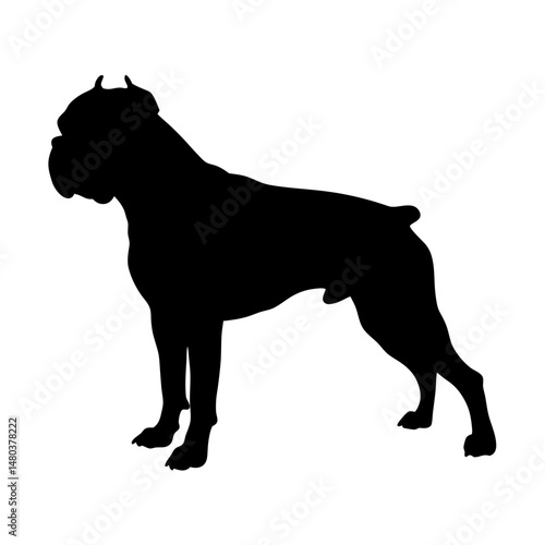 Boxer dog silhouette vector illustration breed animal pet canine puppy isolated domestic mammal black design