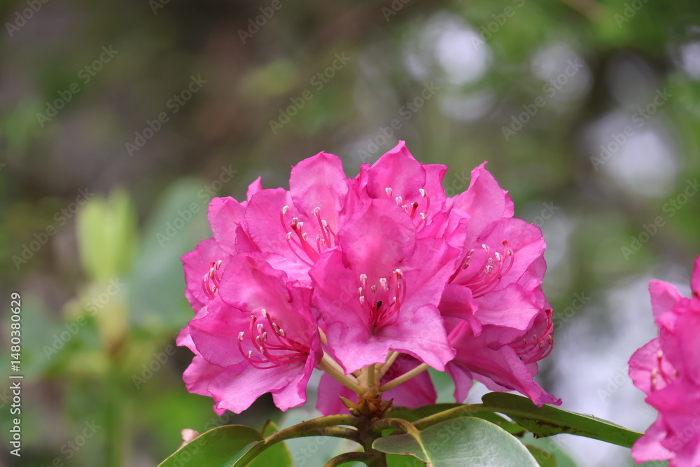 Fototapeta premium Wildflowers in the forests of Tennessee