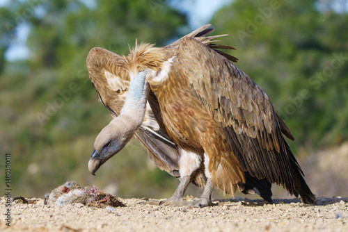 Eurasian griffon vulture (Gyps fulvus) eating a rabbit carcass.