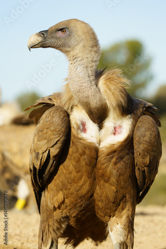 Close up shot of an Eurasian Griffon Vulture (Gyps fulvus)