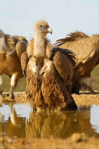 Eurasian griffon vulture (Gyps fulvus) standing on a pond.