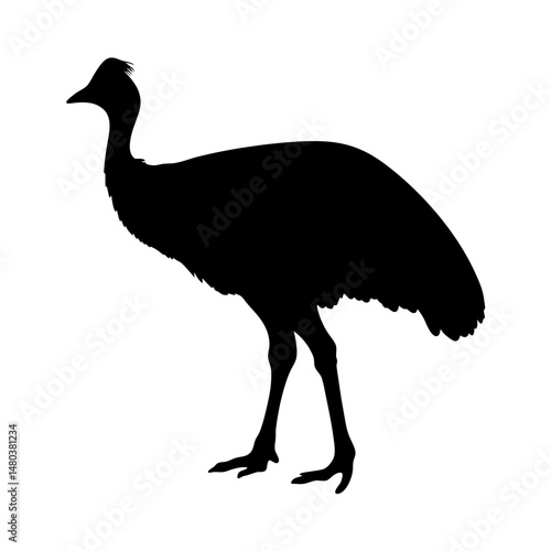 Discover the cassowary silhouette vector image of flightless bird wildlife illustration animal art design, isolated