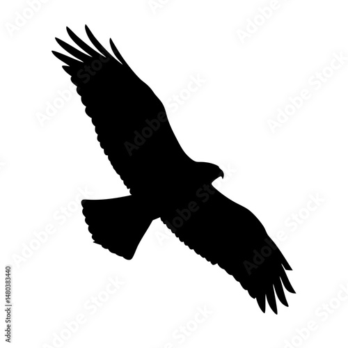 Black silhouette of flying eagle bird of prey falcon hawk soaring in the sky animal wildlife art