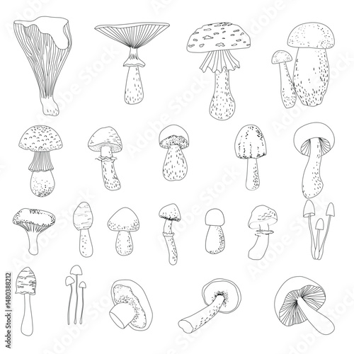 Hand-drawn wild different handpicked mushrooms. Vector isolated illustrations.