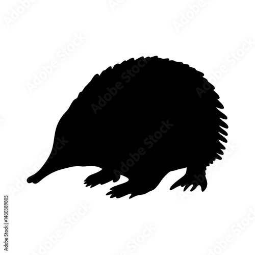 Echidna vector illustration, spiny anteater silhouette, australian animal, mammal icon graphic, wildlife art