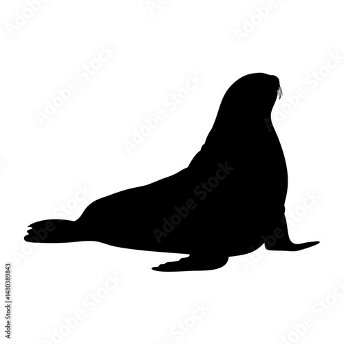 Silhouette of a sea lion marine mammal animal wildlife ocean aquatic creature seal black shape design
