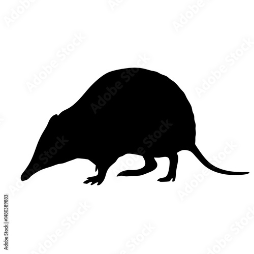 Explore echidna anteater vector art: australian wildlife animal mammal monotreme spiny anteater design
