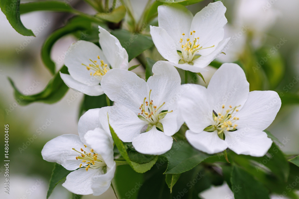 Apple tree in blossom. flowers of Apple tree. Apple tree in blossom. flowers of Apple tree.