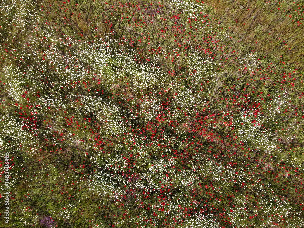 Colorful summer meadow filled with red and white wildflowers in a lush green landscape
