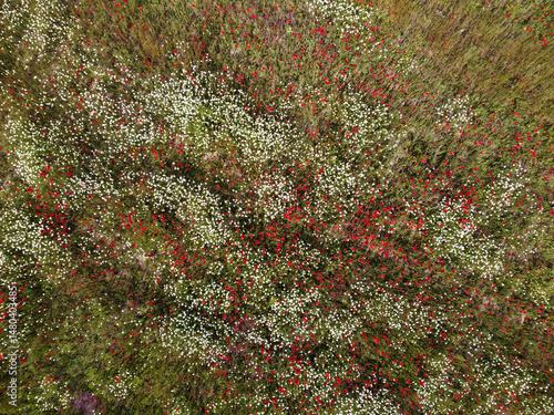 Obraz na płótnie Colorful summer meadow filled with red and white wildflowers in a lush green landscape w salonie