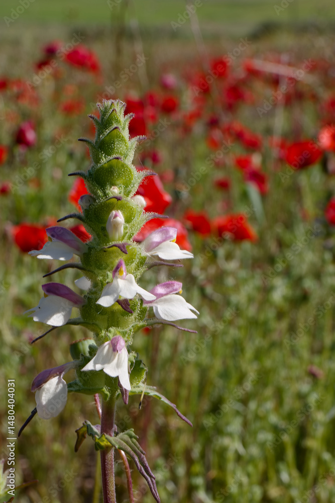 Beautiful white and purple flower stands tall amidst a vibrant field of red poppies on a sunny day in spring