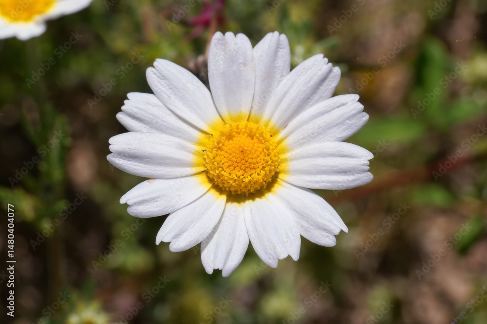 Beautiful white daisy with a bright yellow center blooming in a sunny meadow during spring season