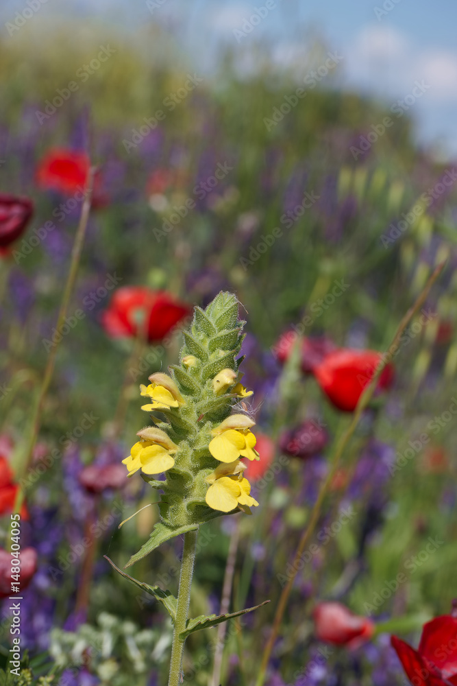 Colorful wildflower garden showcasing vibrant blooms in springtime sunlight