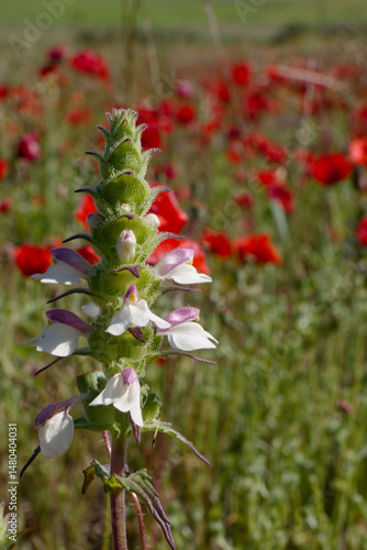 Obraz na płótnie Beautiful white and purple flower stands tall amidst a vibrant field of red poppies on a sunny day in spring w salonie