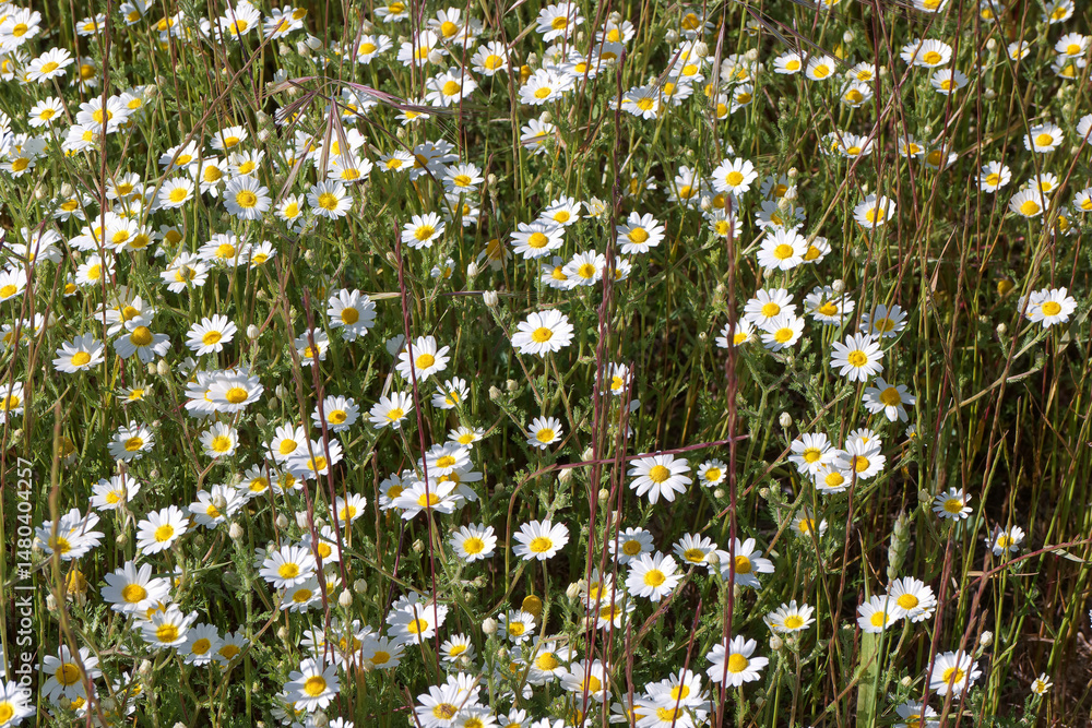 Vibrant field of wildflowers during spring in a sunny rural landscape