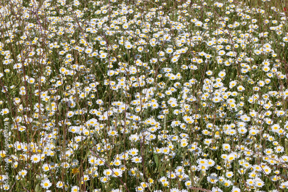Vibrant wildflower field in bloom during springtime showcasing a variety of daisies under bright sunlight