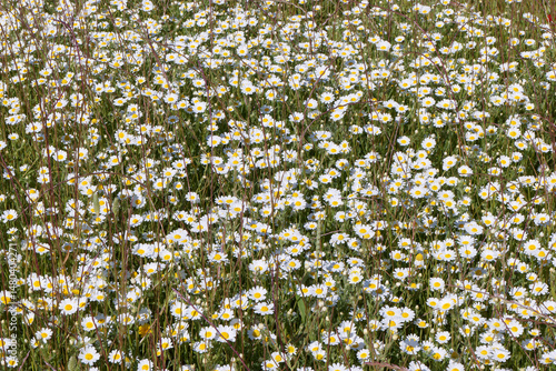 Vibrant wildflower field in bloom during springtime showcasing a variety of daisies under bright sunlight