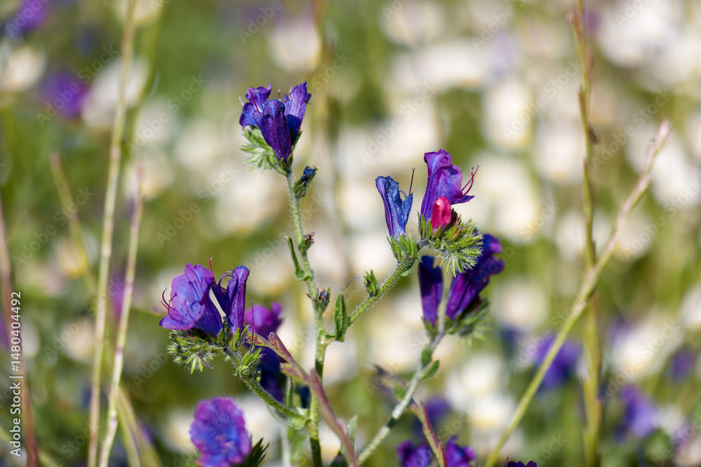 Colorful wildflowers bloom in a sunny meadow during springtime, showcasing vibrant hues of purple and green in an uplifting natural setting