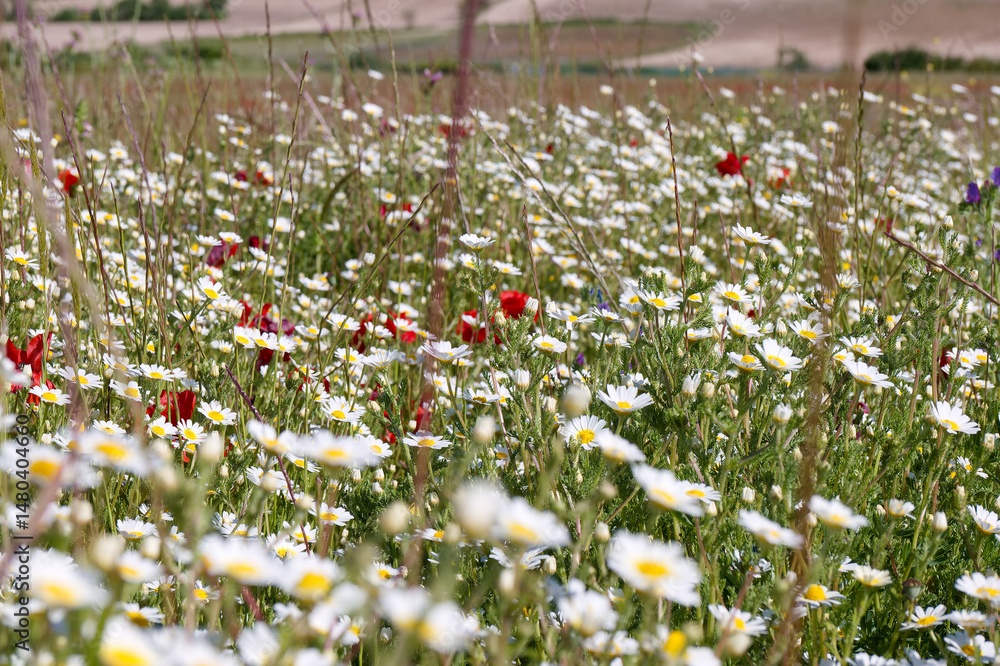 Colorful wildflower field in spring flourishing under bright sunlight in a peaceful rural landscape