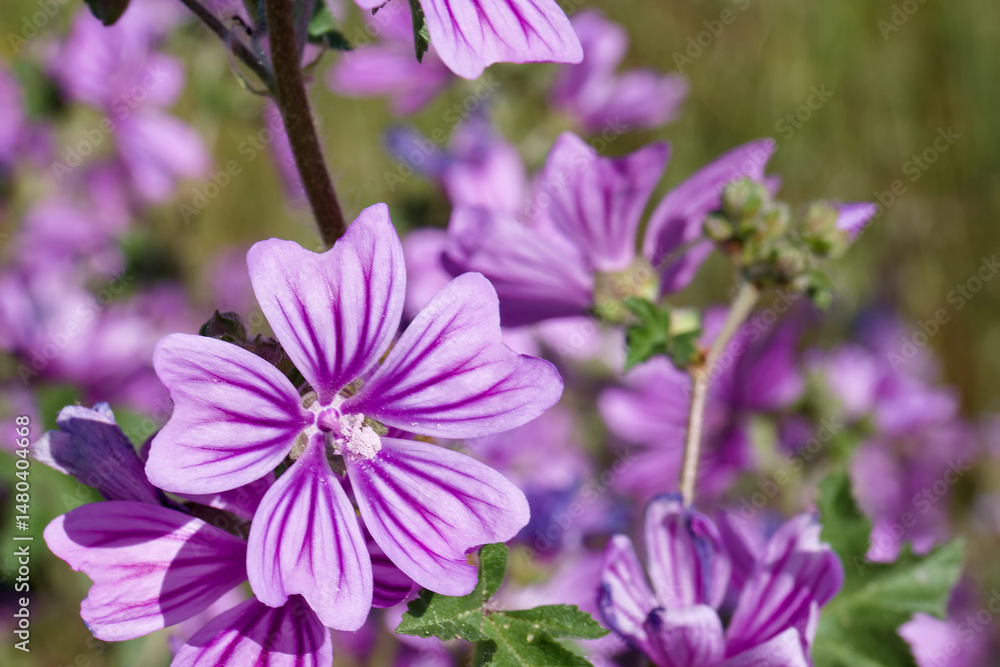 Bright purple flowers bloom in a sunny meadow under clear blue skies during springtime