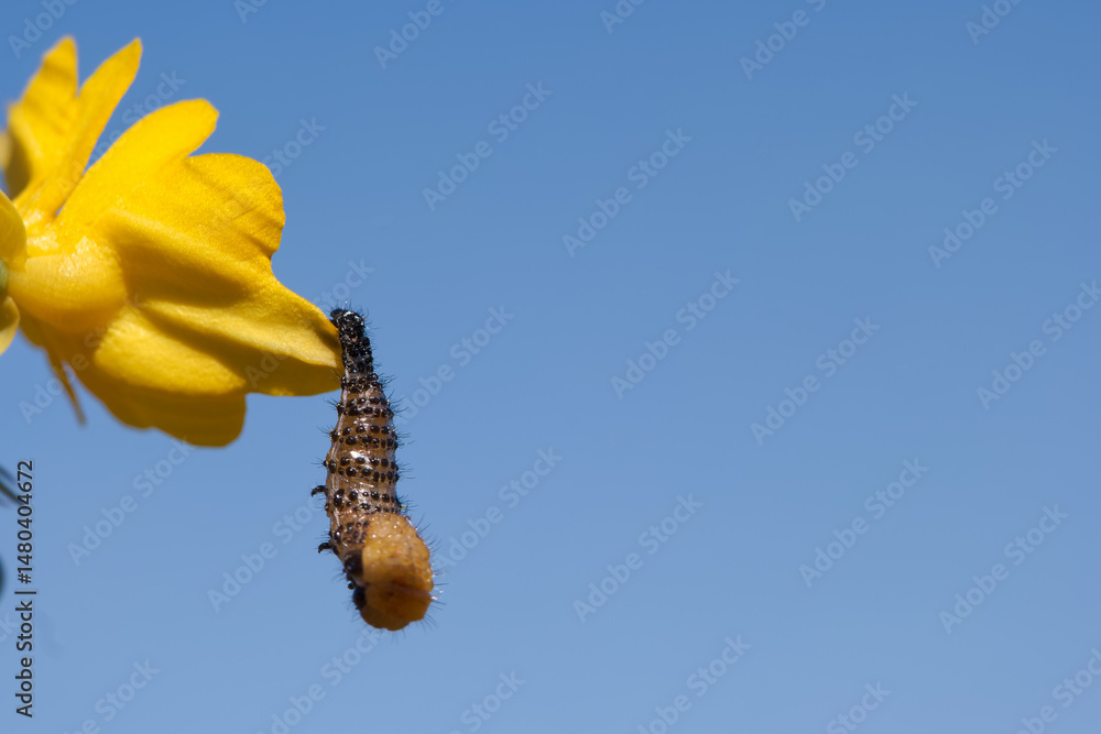 Caterpillar hanging on a yellow flower under a clear blue sky during the daytime in a garden