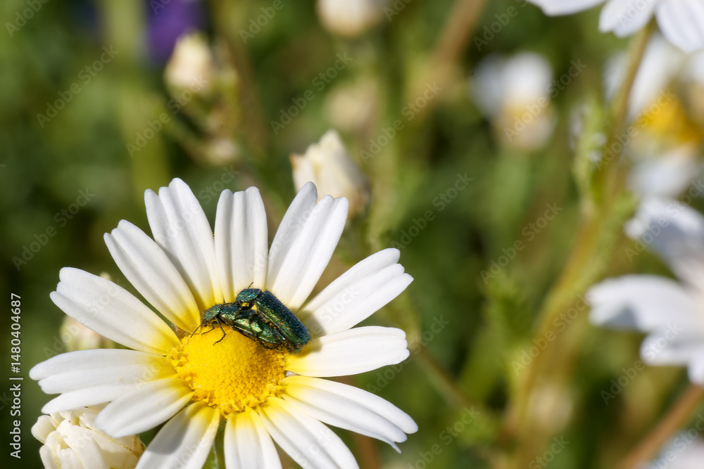 Colorful beetle resting on a white daisy in a vibrant meadow during springtime