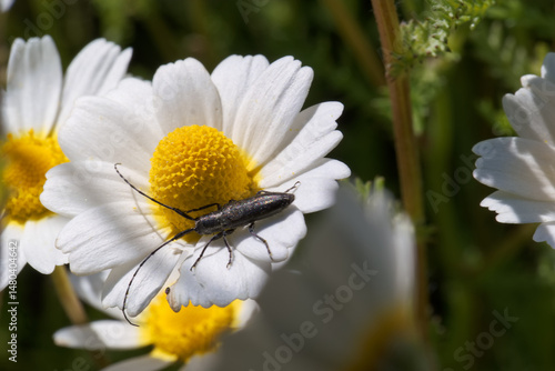 Obraz na płótnie Black beetle foraging on a daisy flower during a sunny day in a vibrant garden setting w salonie