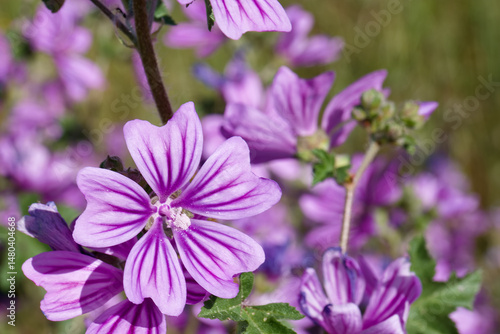 Obraz na płótnie Bright purple flowers bloom in a sunny meadow under clear blue skies during springtime w salonie