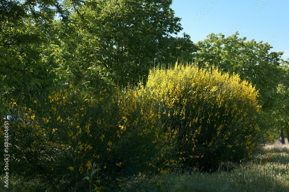 Bright yellow flowers bloom among lush green trees in a tranquil landscape during daylight hours