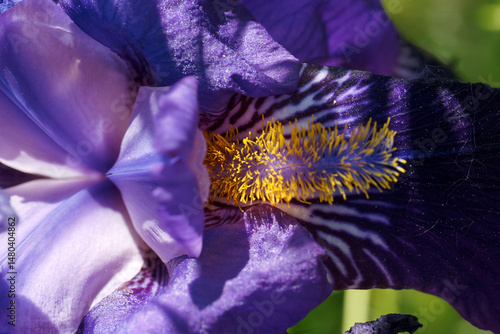 Close up view of a vibrant purple iris flower showcasing its intricate details in full bloom during springtime in a garden setting