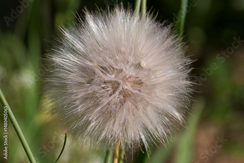 Obraz na płótnie Close up view of a dandelion seed head surrounded by green grass on a sunny day in a natural garden setting w salonie