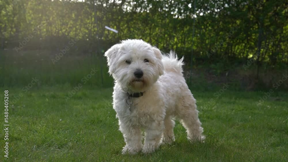 A small white dog wanders through a lush green garden on a bright afternoon. The sun shines down, casting soft shadows as the dog curiously sniffs the surroundings. A small white dog wanders through a lush green garden on a bright afternoon. The sun shines down, casting soft shadows as the dog curiously sniffs the surroundings.