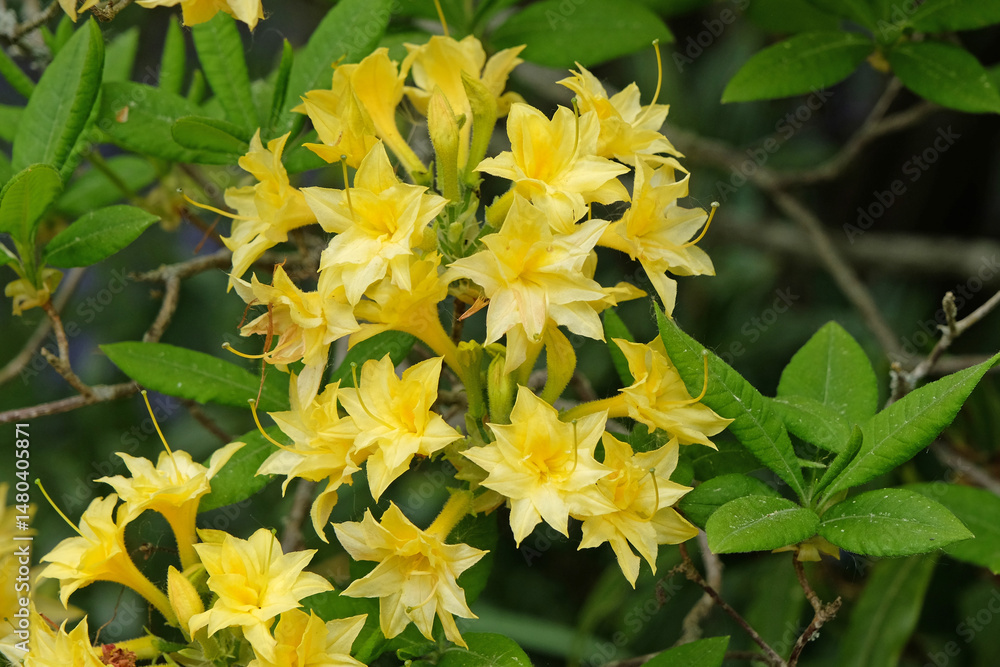 Yellow Rhododendron, deciduous azalea ‘Narcissiflorum’ in flower. Yellow Rhododendron, deciduous azalea ‘Narcissiflorum’ in flower.