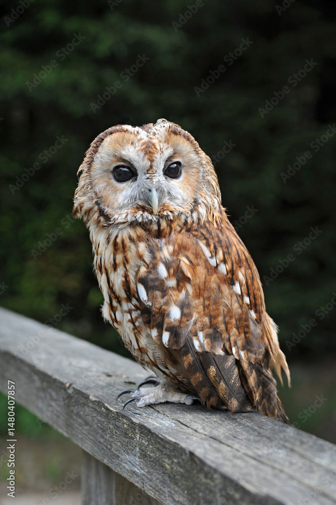 Obraz premium Gray owl, strix aluco portrait of a bird of prey close-up with black eyes, beautiful patterned plumage
