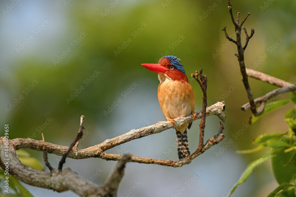 Fototapeta premium male cardinal in the tree