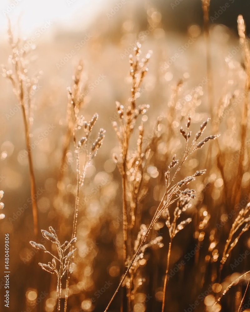Fototapeta premium Golden hour sunlight illuminates tall grass covered in morning dew, creating a warm and serene atmosphere. Soft focus and shallow depth of field emphasize the delicate details of the plants.