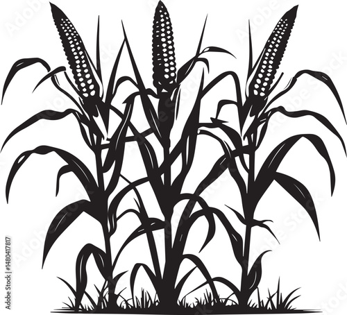 Silhouette growing corn with leaves vegetable harvest on white background